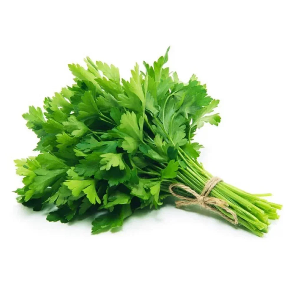 Cilantro