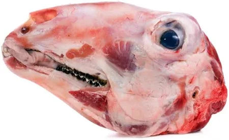 Lamb Head